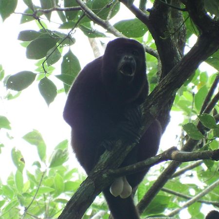 Selva Color - Forest & Beach Ecolodge Quebrada Ganado Luaran gambar