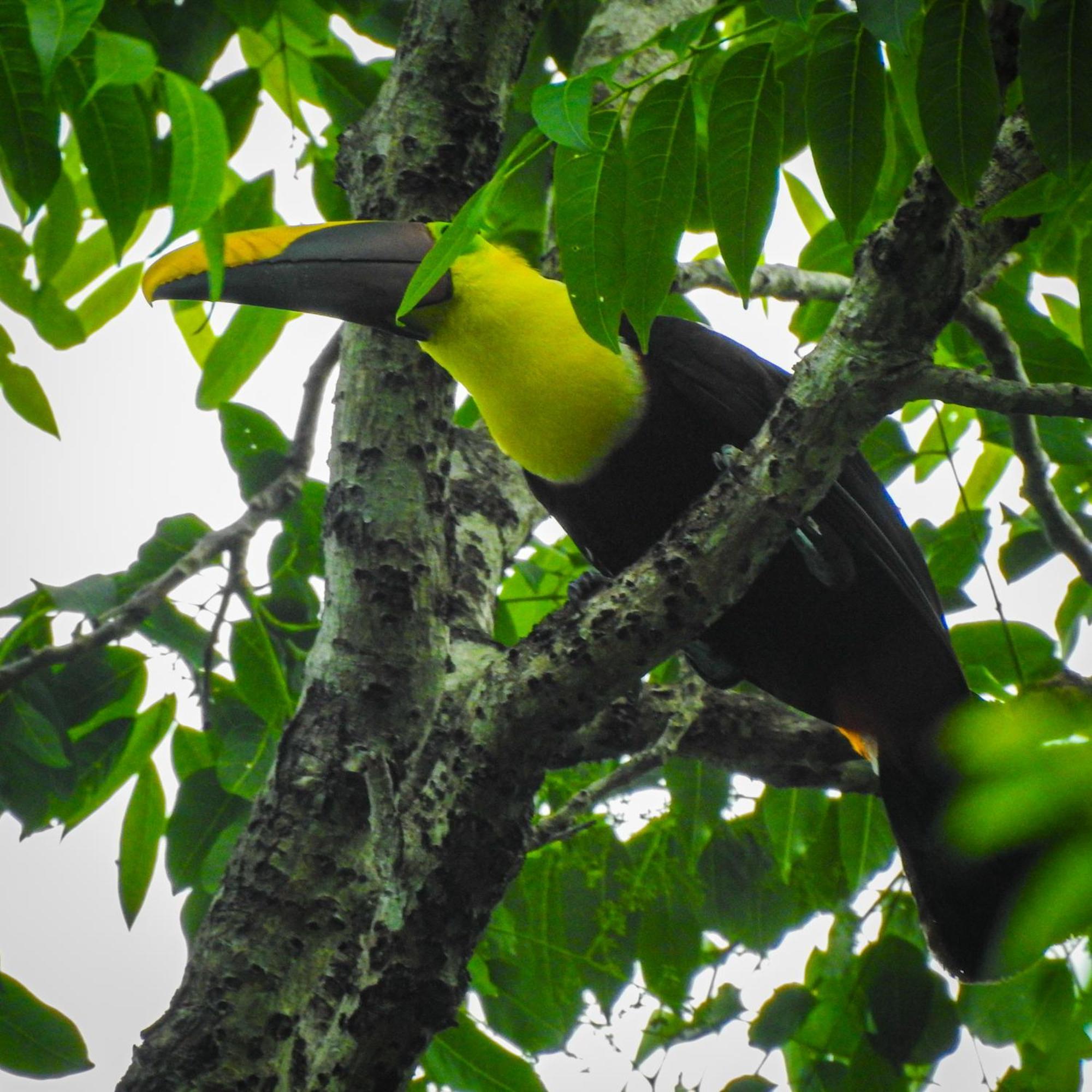 Selva Color - Forest & Beach Ecolodge Quebrada Ganado Luaran gambar