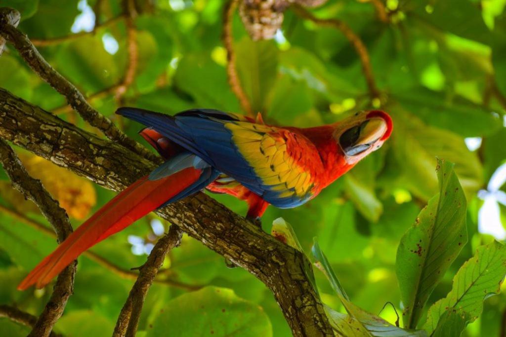 Selva Color - Forest & Beach Ecolodge Quebrada Ganado Luaran gambar