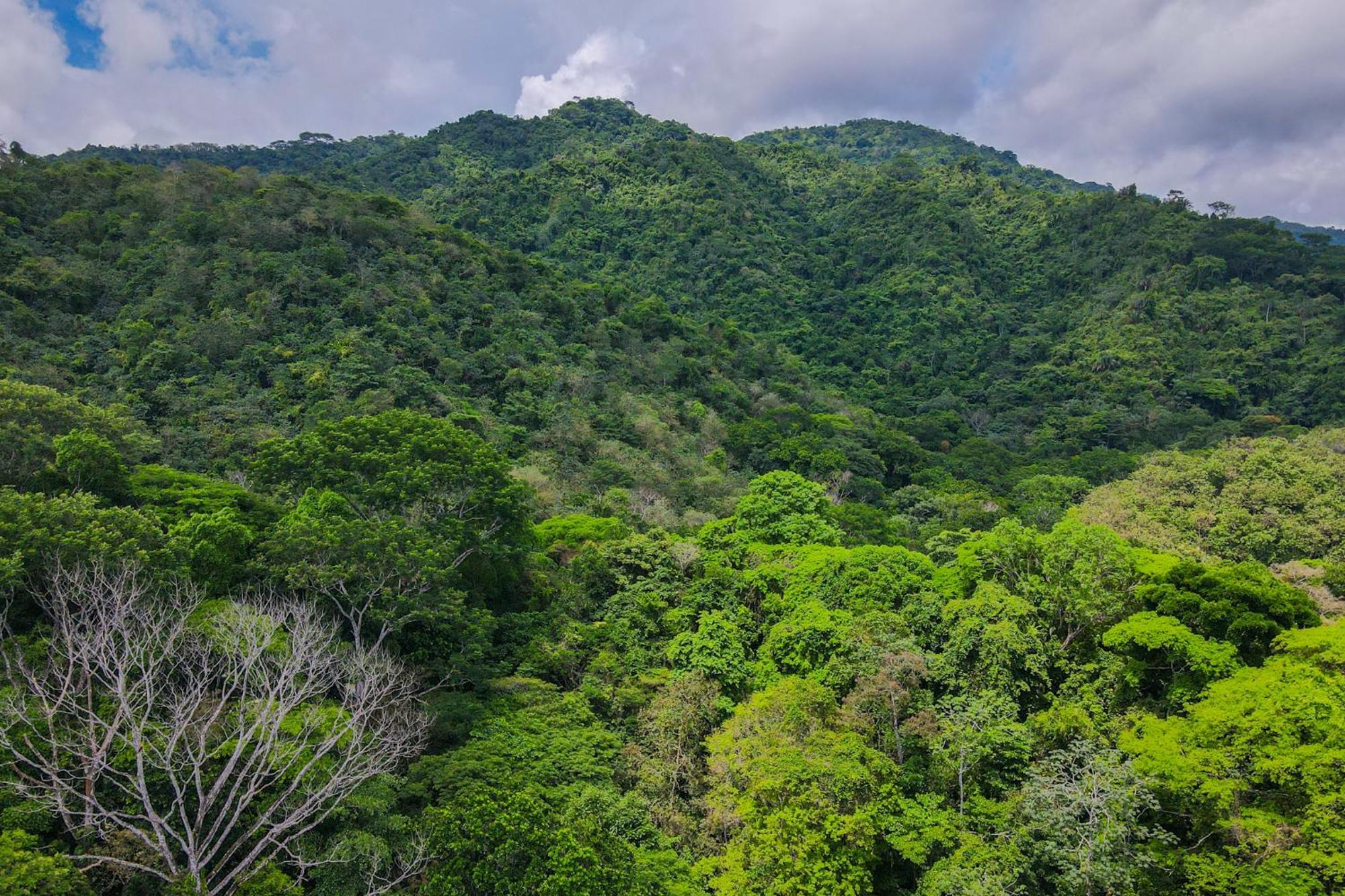 Selva Color - Forest & Beach Ecolodge Quebrada Ganado Luaran gambar