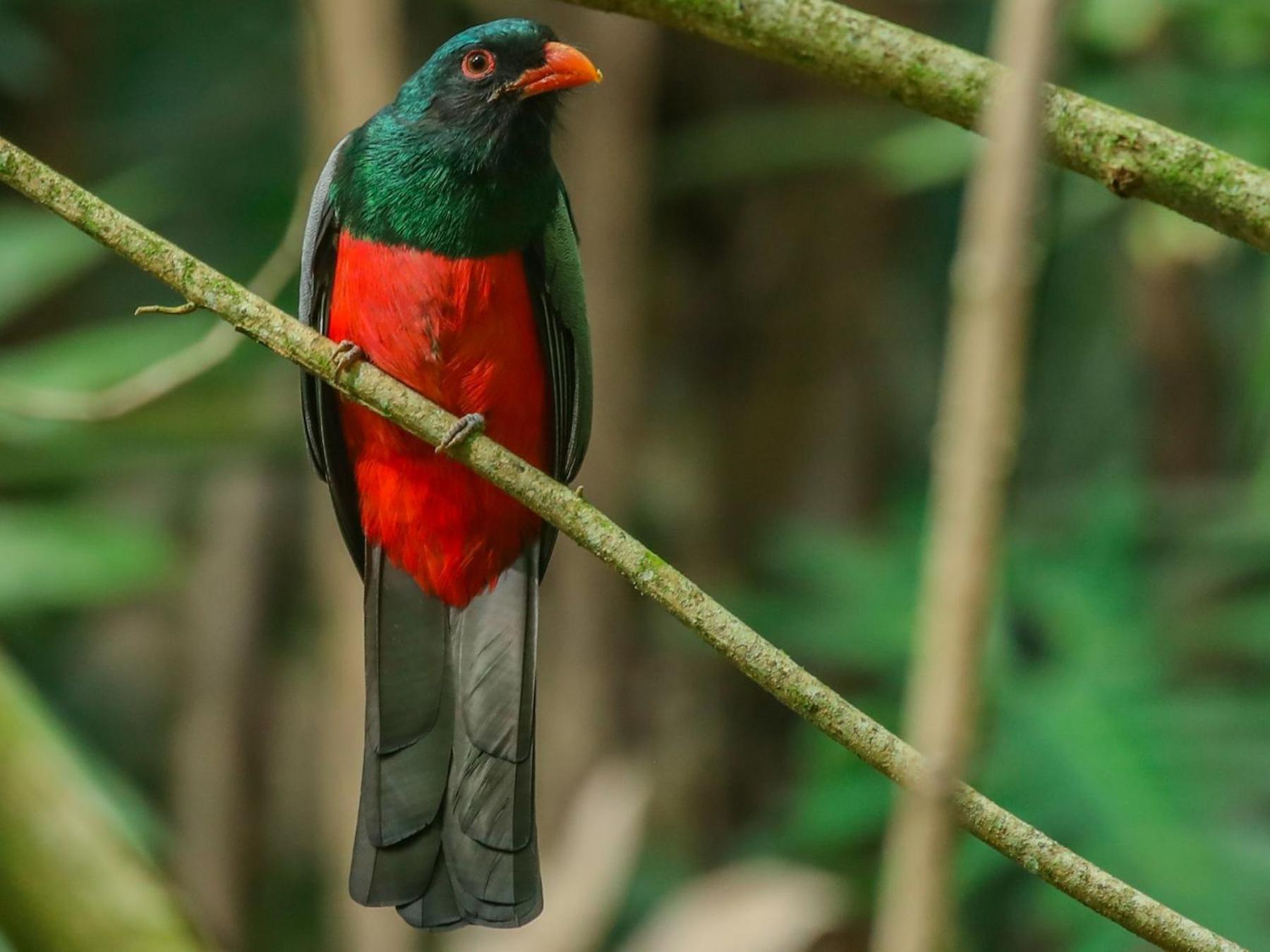 Selva Color - Forest & Beach Ecolodge Quebrada Ganado Luaran gambar