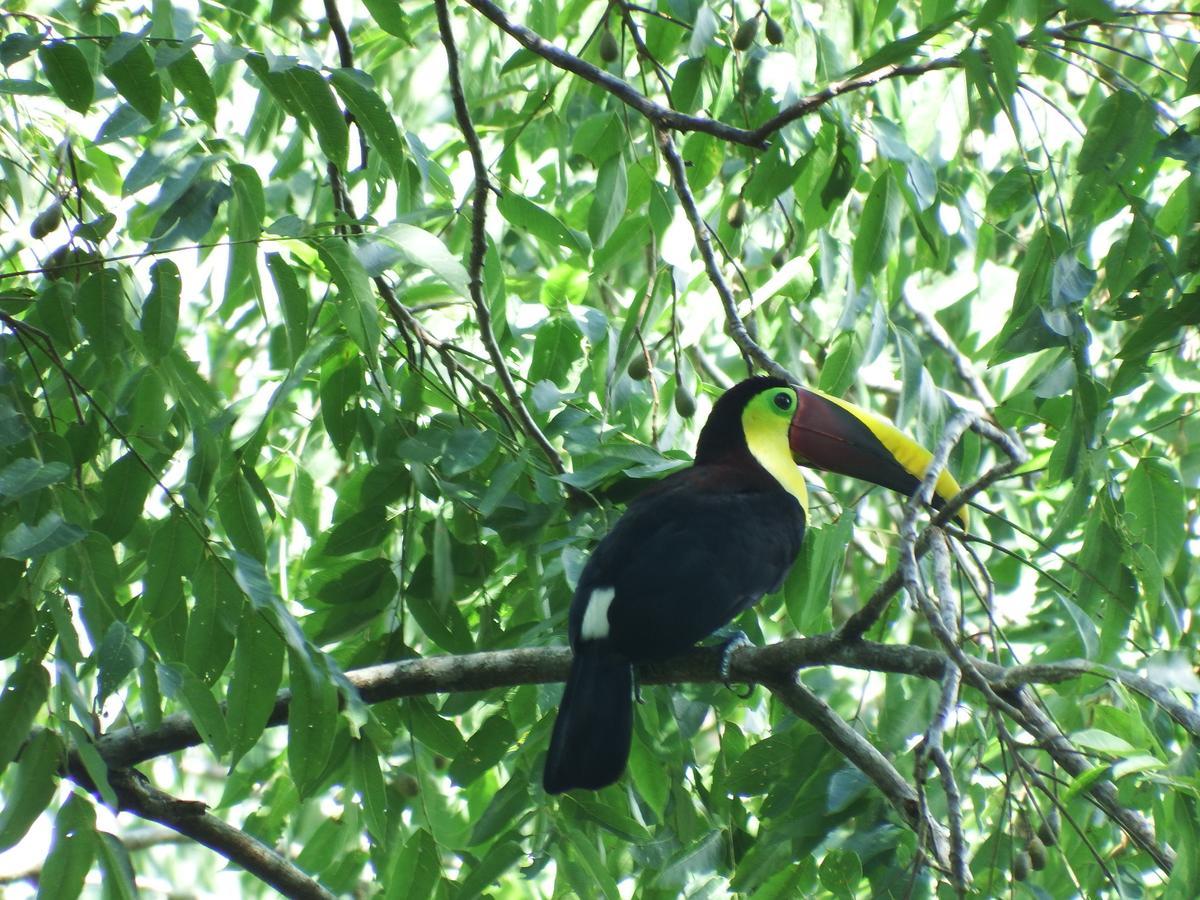 Selva Color - Forest & Beach Ecolodge Quebrada Ganado Luaran gambar