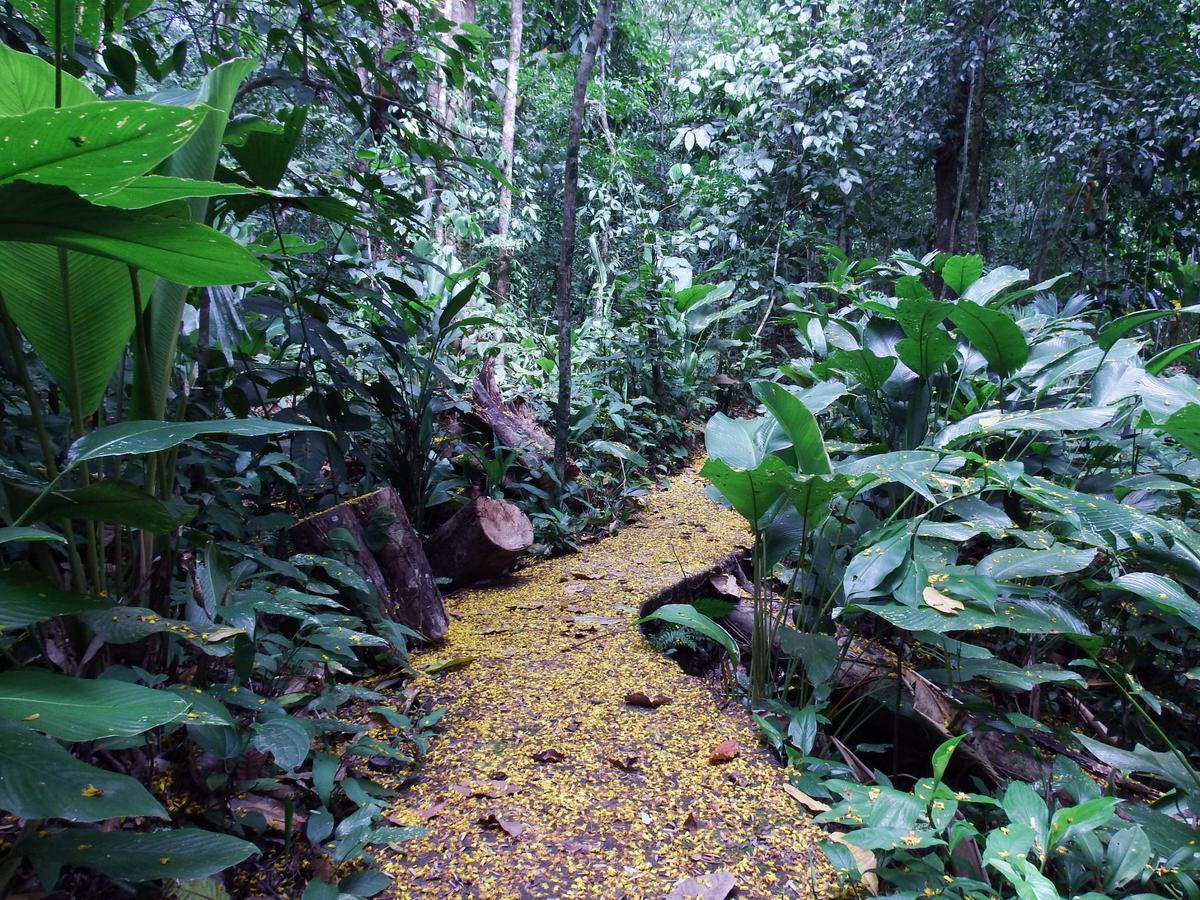 Selva Color - Forest & Beach Ecolodge Quebrada Ganado Luaran gambar